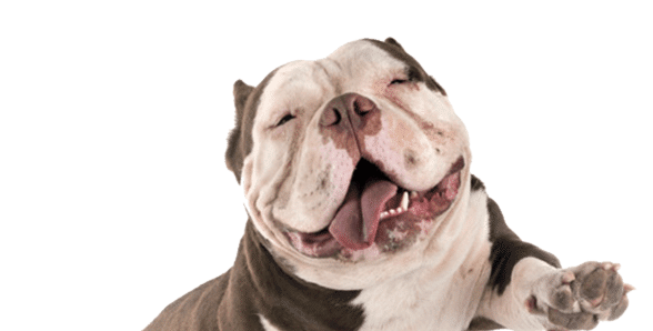 buldog button2